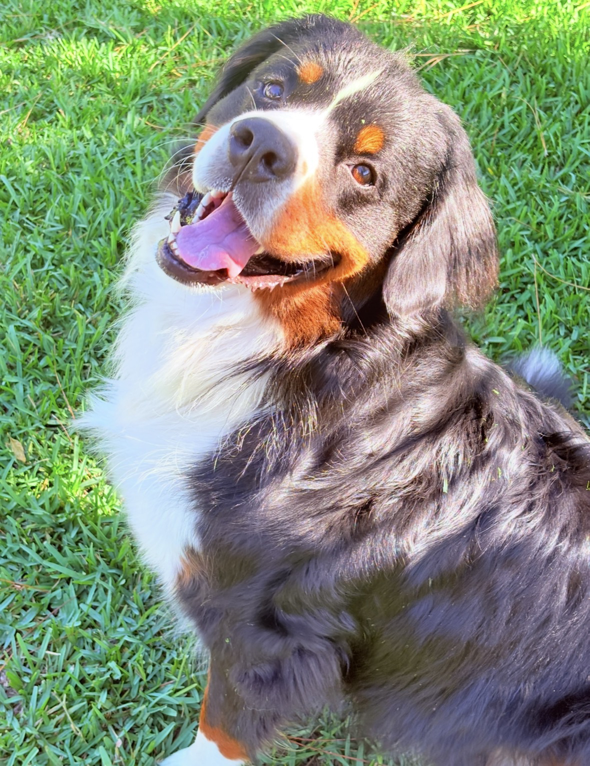 Charlie, Dallas's Bernese Mountain Dog